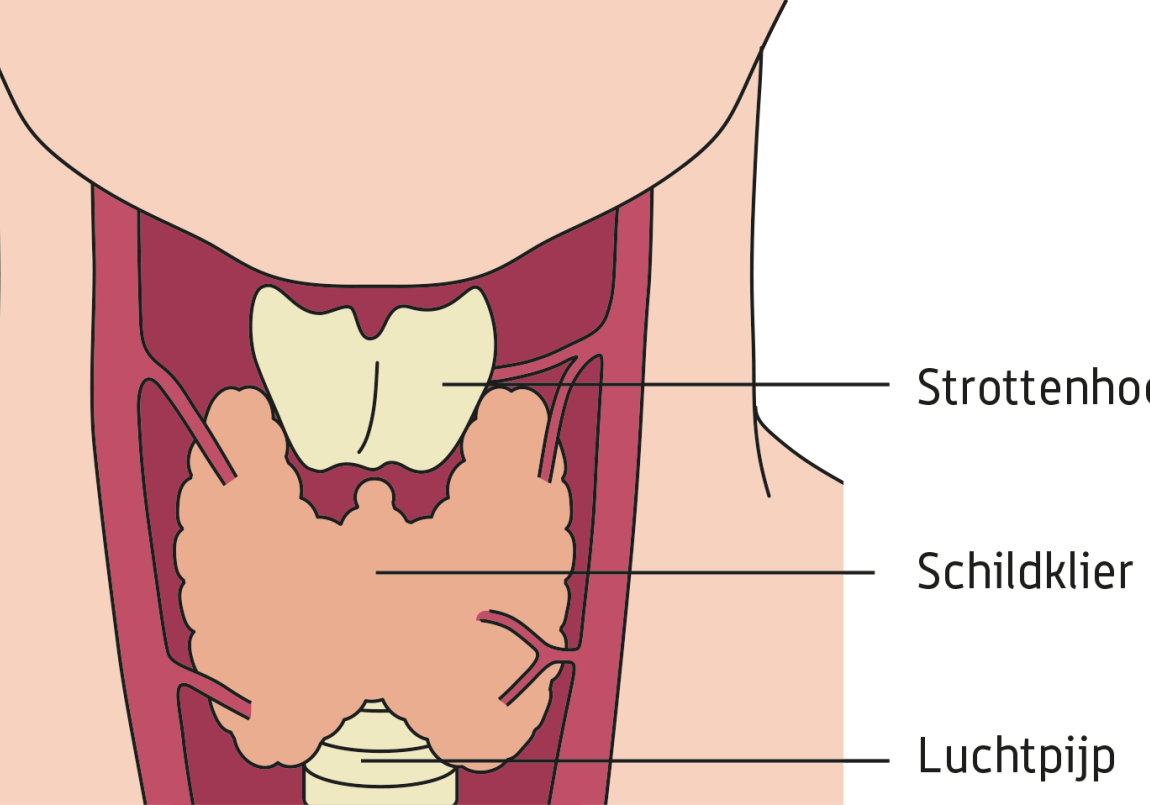 Schildklieroperatie | St. Antonius Ziekenhuis