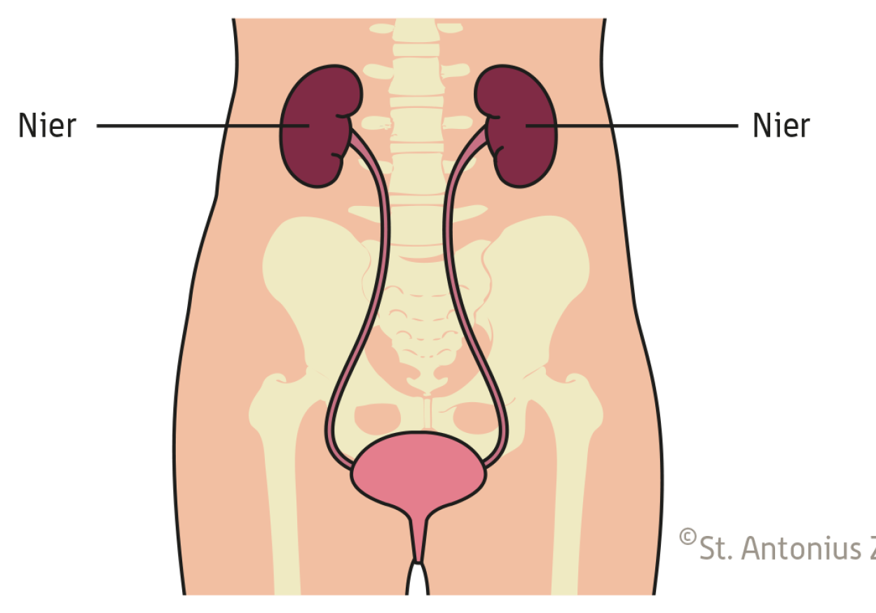 Dieetadvies bij nierstenen | St. Antonius Ziekenhuis