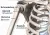 Infographic van de schouder