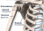 Infographic van de schouder