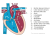 schematische weergave van het hart met de stroomrichting van het bloed