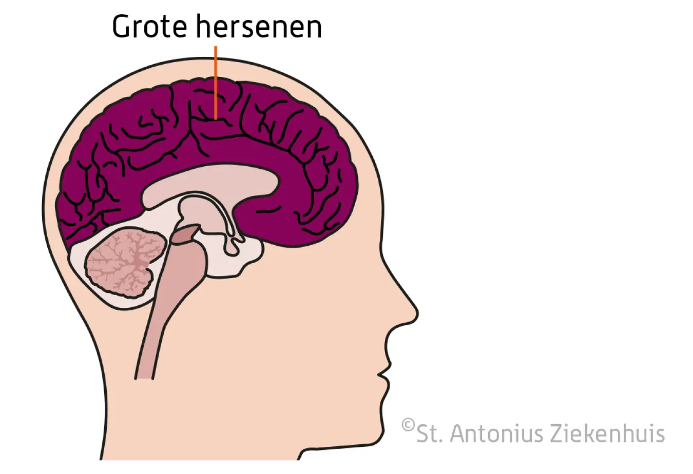 Grote hersenen