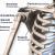 Een model skelet, ingezoomd op de schouder. De botten en onderdelen zijn gelabeld.