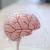 Schaalmodel van de menselijke hersenen met bloedvaten