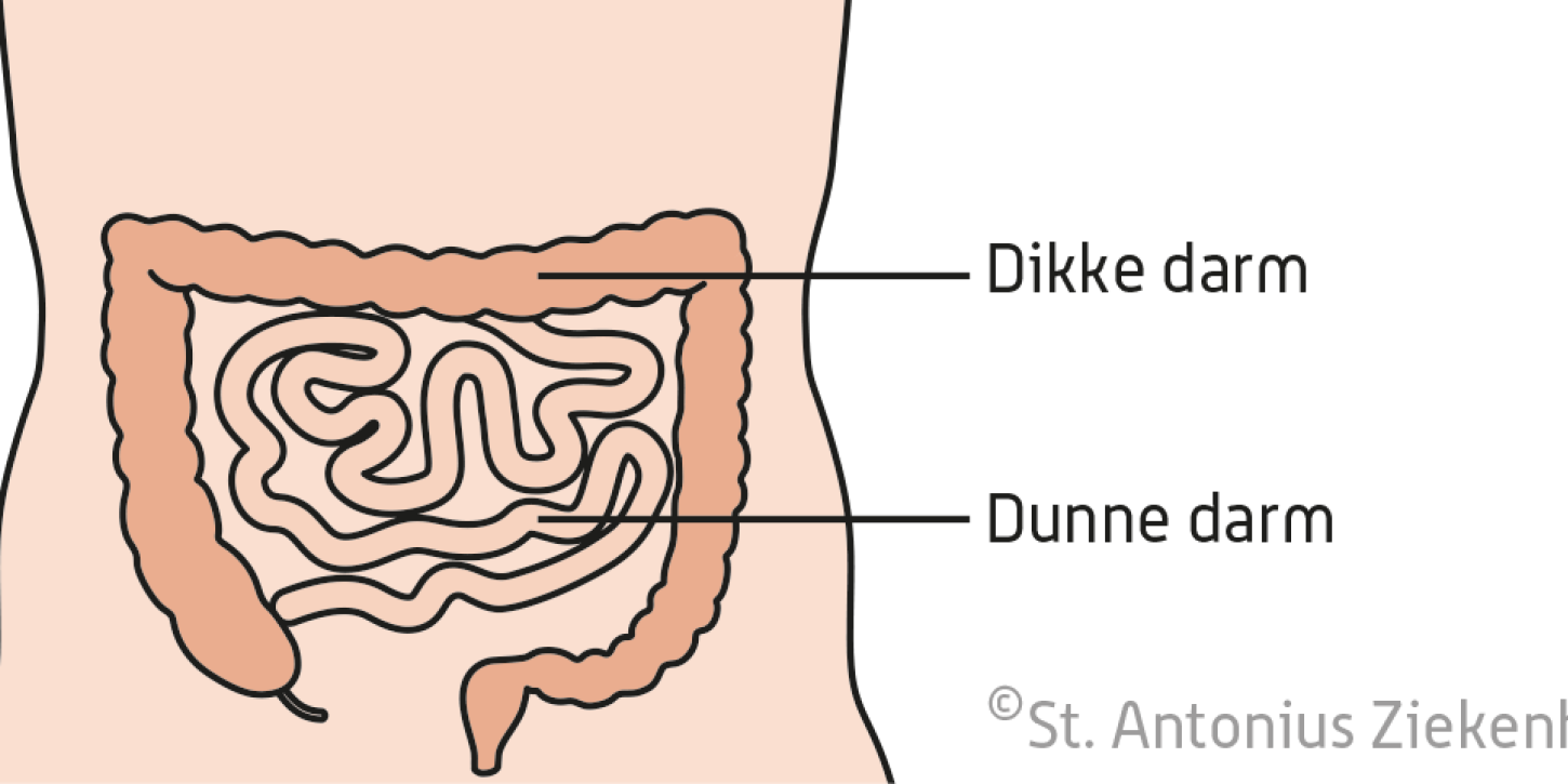 Hoe Lang Is Dikke Darm