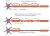 Diagram waarin de afbraak van myeline wordt weergegeven, door deze afbraak worden signalen van de zenuw niet meer goed doorgegeven