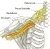 Plexus Brachialis